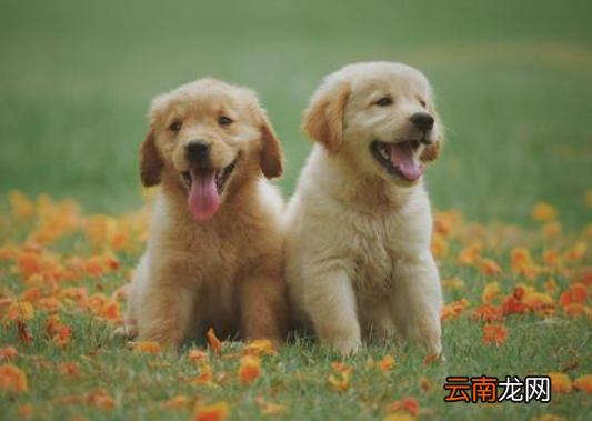 狗的寿命一般多长