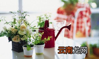 耐寒的室内植物有哪些，耐寒的室内植物有哪些种类