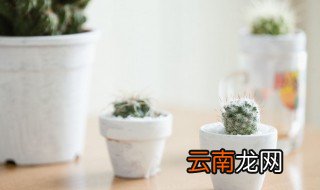 适合养在室内的植物有哪些 适合养在室内的植物有哪些图片