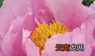 国花有哪些 国花是牡丹和梅花