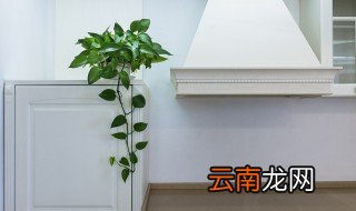 室内除甲醛的植物有哪些，室内除甲醛的植物有哪些图片