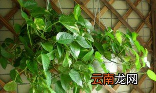 绿萝浇什么才能更旺盛 绿萝旺盛方法