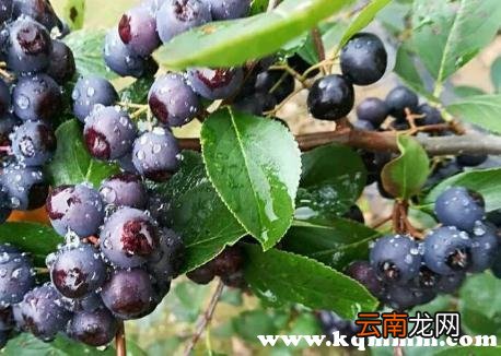 黑果花楸不适宜人群，黑果花楸果食用的禁忌
