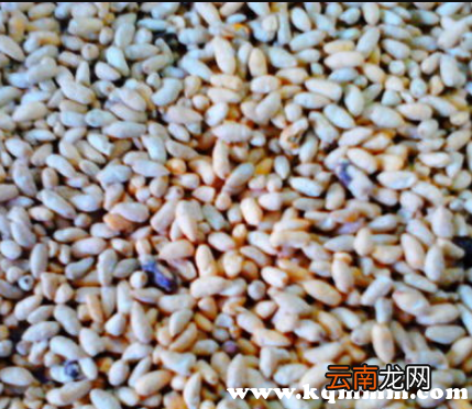 棉花籽的作用和副作用，吃棉花籽有什么好处