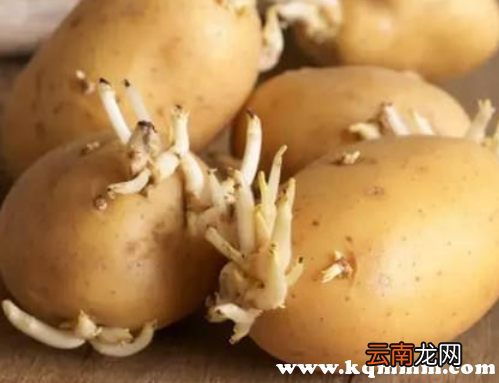 土豆的龙葵素在体内多久可以清除，龙葵素会蓄积在人体吗
