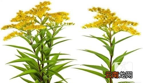 干黄花菜需要煮很久才能吃吗