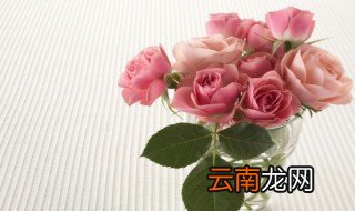 玫瑰花家庭种植方法视频 玫瑰花家庭种植方法