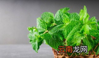 家庭薄荷怎么种植方法 家里薄荷种植方法