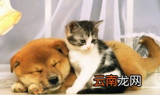 狗狗冬季应该注意什么东西 狗狗冬季应该注意什么东西呢