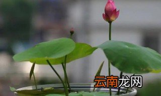 碗莲开花的方法和注意事项有哪些 碗莲开花的方法和注意事项