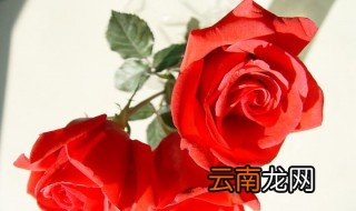 玫瑰的含义 玫瑰的含义介绍