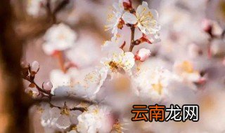 适合春天发的朋友圈 真是春意盎然