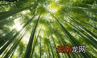 毛竹开花预示着什么，毛竹开花预示着什么道理