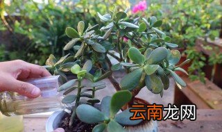 玉树开花方法和注意事项 玉树开花怎么养护