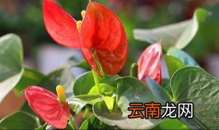 红掌多开花方法和注意事项 红掌多开花方法和注意事项视频