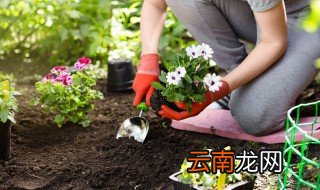 庭院花坛适合种什么花卉植物 庭院花坛适合种什么花卉