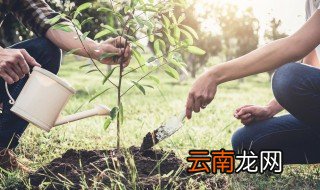 庭院大门前适合种什么大树 庭院大门口适合种什么树