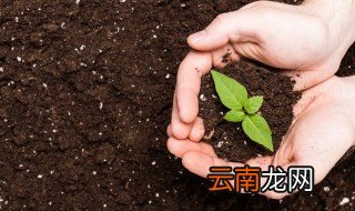庭院适合种什么树木花卉 庭院适合种什么树木花卉好