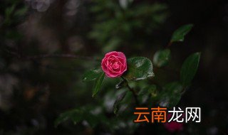 什么花卉适合庭院种殖 什么花卉适合庭院种