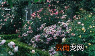庭院适合种什么藤蔓花卉 庭院适合种什么藤蔓花卉好
