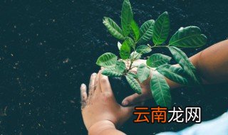 适合在天井种植的树 天井庭院适合种什么大树