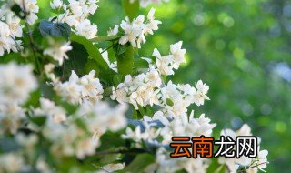 庭院围墙适合种什么植物 庭院围墙适合种什么花卉