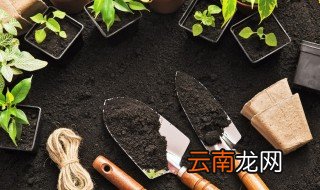 秋冬季节适合播种什么蔬菜苗 秋冬季节适合播种什么蔬菜