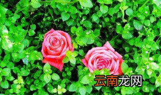 玫瑰朵数的含义 玫瑰花朵数代表的含义