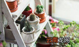 盆景换盆注意事项和方法 盆景换盆注意事项和方法视频