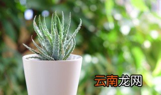 芦荟换盆方法和注意事项图片 芦荟换盆方法和注意事项