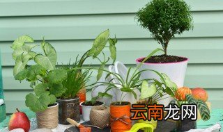 新鲜植物飞机能不能带，飞机植物能带吗