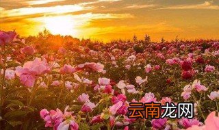 一句简单干净的早安语八个字 一句简单干净的早安语八个字举例