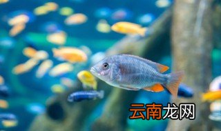 家庭鱼缸怎么放鱼,家庭鱼缸怎么放鱼食
