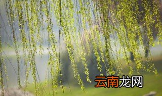 柳树的描写优美句子 描写柳树的优美句子精选