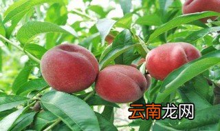 该怎么正确的洗毛桃 正确的洗毛桃方法