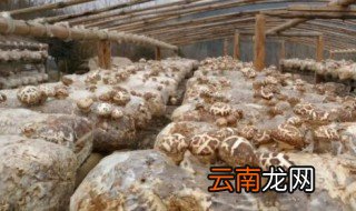 文县土特产 有哪些是文县特产
