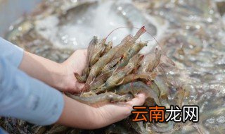 洗虾粉是什么，洗虾粉是什么味道