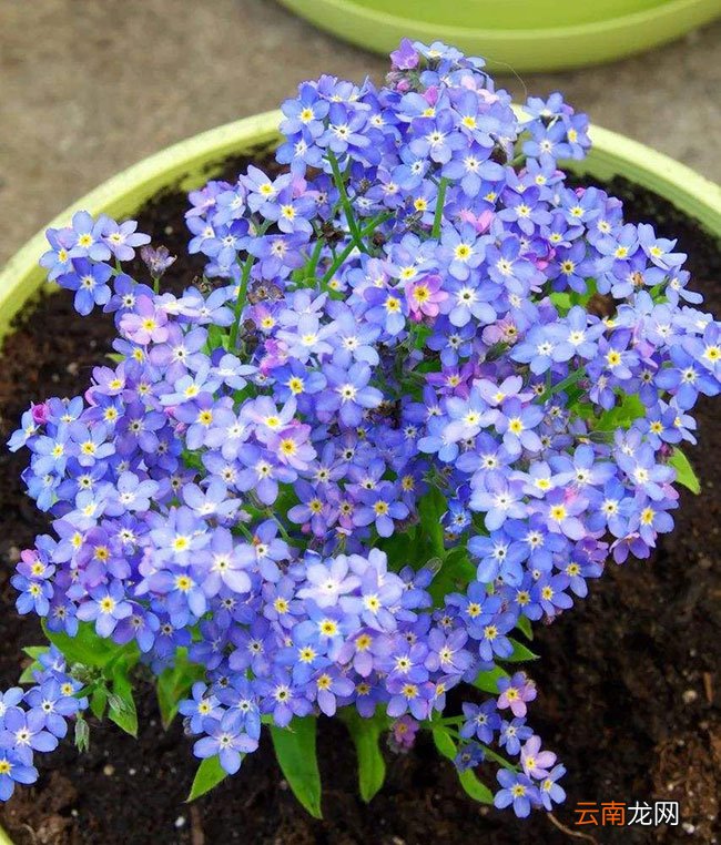 勿忘我花语