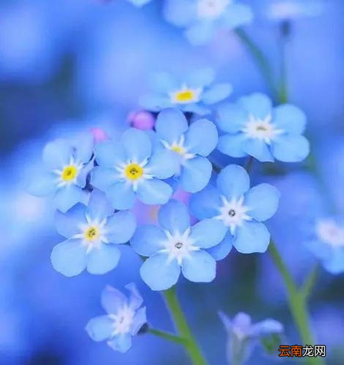 勿忘我花语
