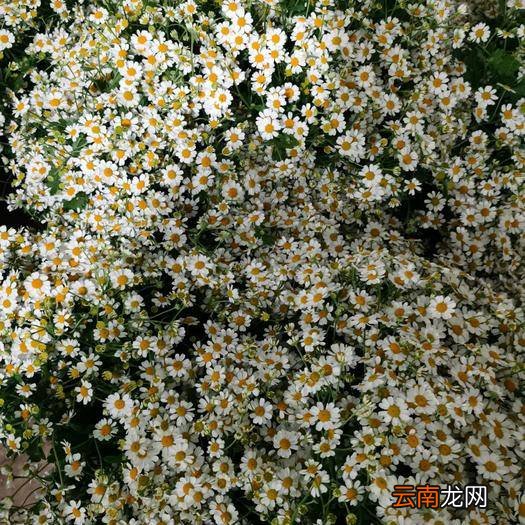 洋甘菊的花语和寓意