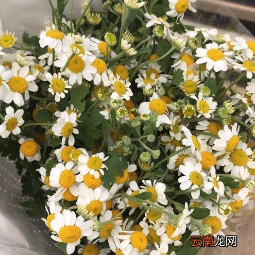 洋甘菊的花语和寓意