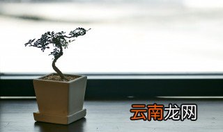 床头上可以摆放什么什么植物 床头靠墙能放什么植物