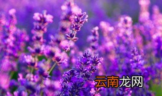 网名女生唯美小清新短，唯美网名女生清新简短
