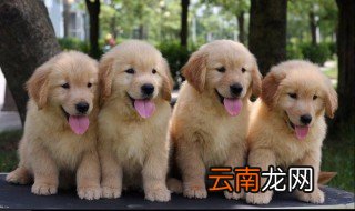 怎样训练金毛狗 训练金毛狗的方法
