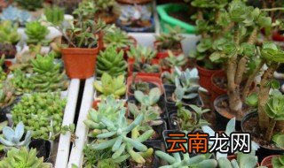 多肉植物种植注意事项 种植多肉方法和注意事项