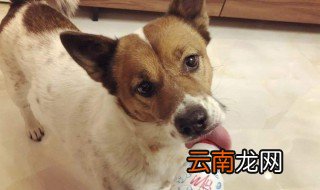 狗能吃酸奶吗 一定要注意了