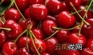 樱桃秧苗适合什么地方种植，樱桃苗什么时候种植合适
