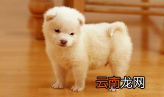 十大名狗 世界十大名狗有哪些