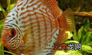 七彩神仙鱼介绍 神仙鱼简介