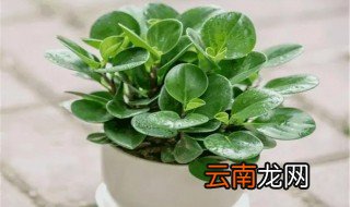 碧玉植物怎么养开花 碧玉花怎么养才能爆盆